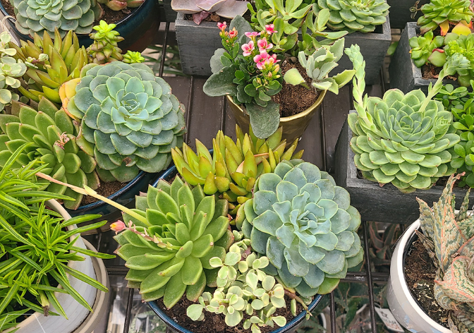 Employee Wellbeing-Potted Plants-Succulents