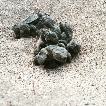 Baby turtles