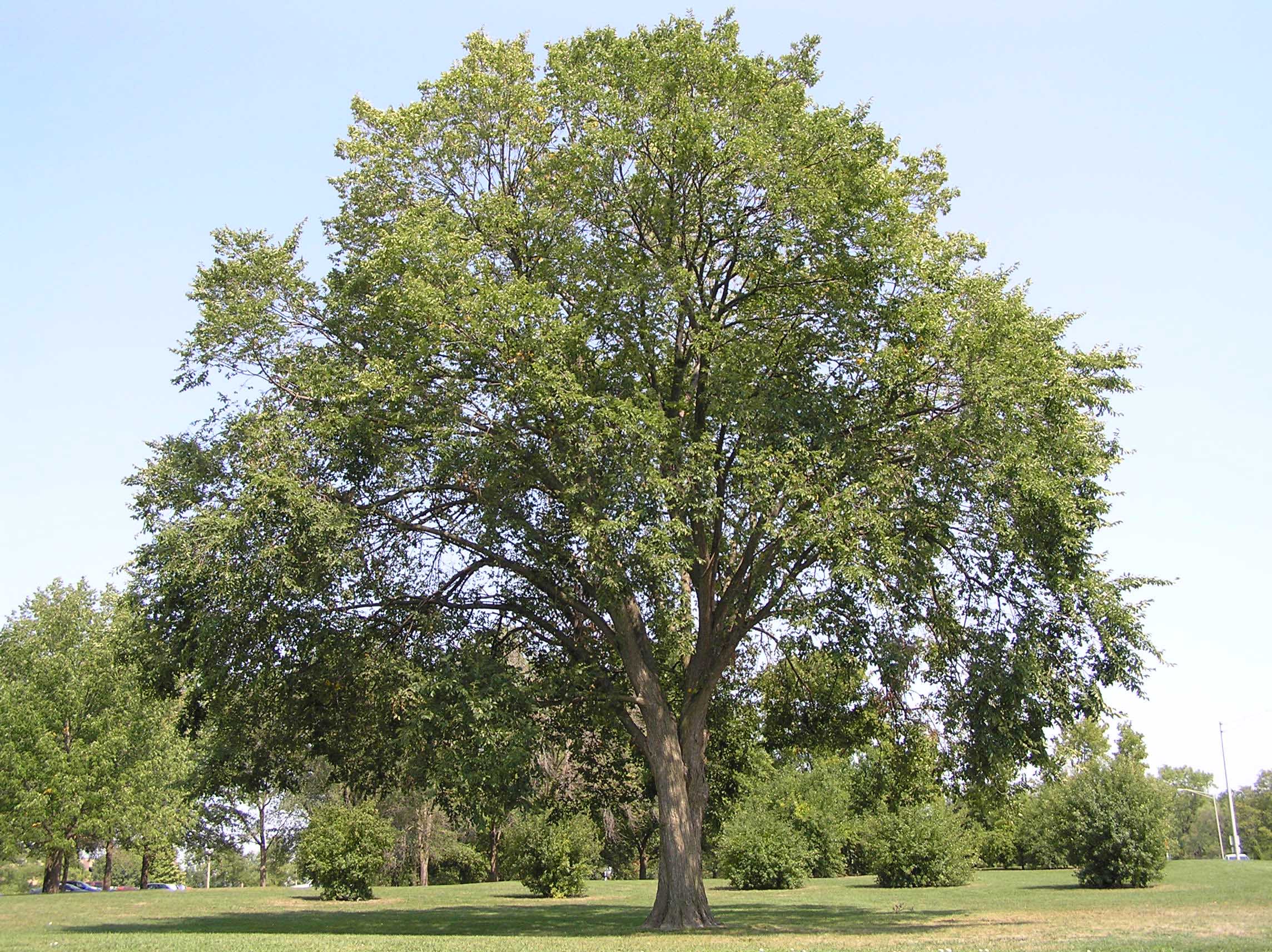 American Elm: 100 Most Common North American Trees