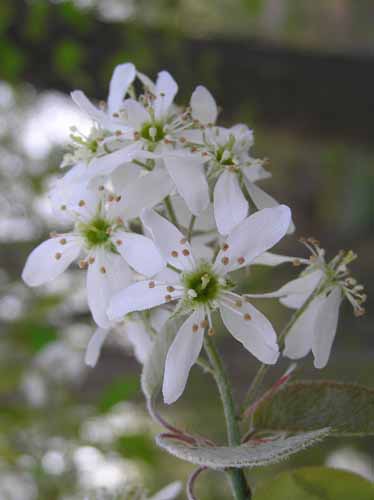 Allegheny Serviceberry flower