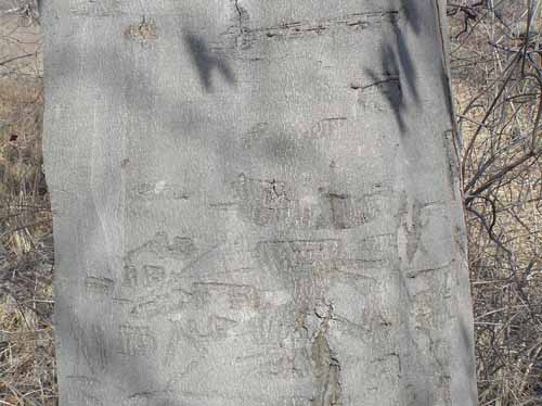 Bark of an American Beech tree.