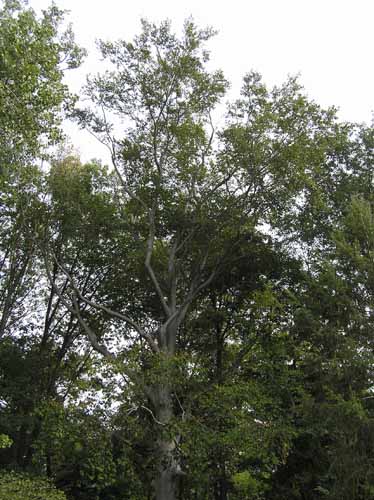 An American Beech tree in its habitat.