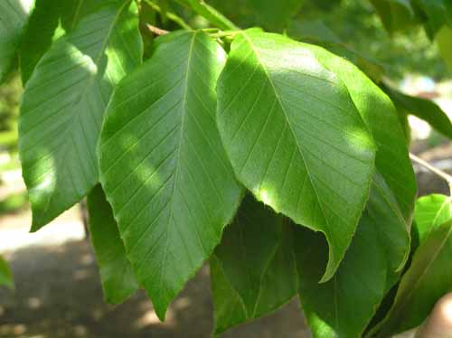 Leaves of an American Beech tree.