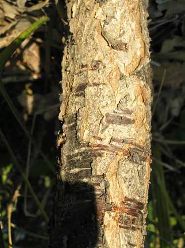 American Plum bark
