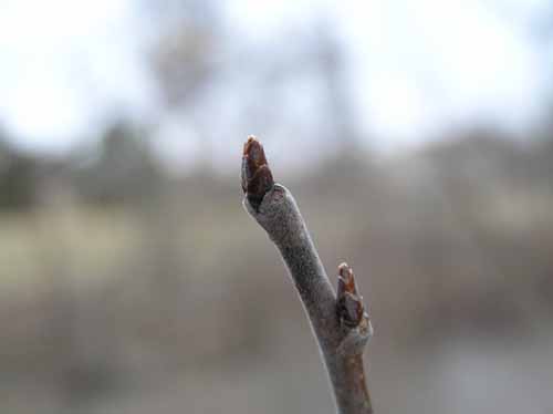 American Plum tree bud