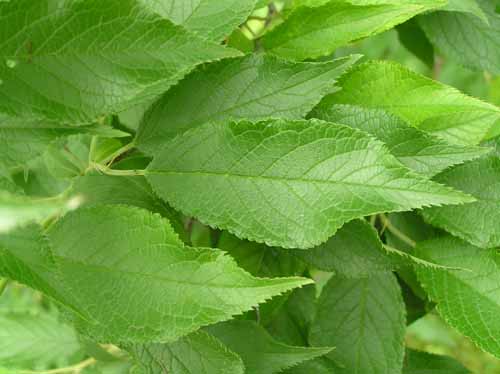 American Plum Leaves