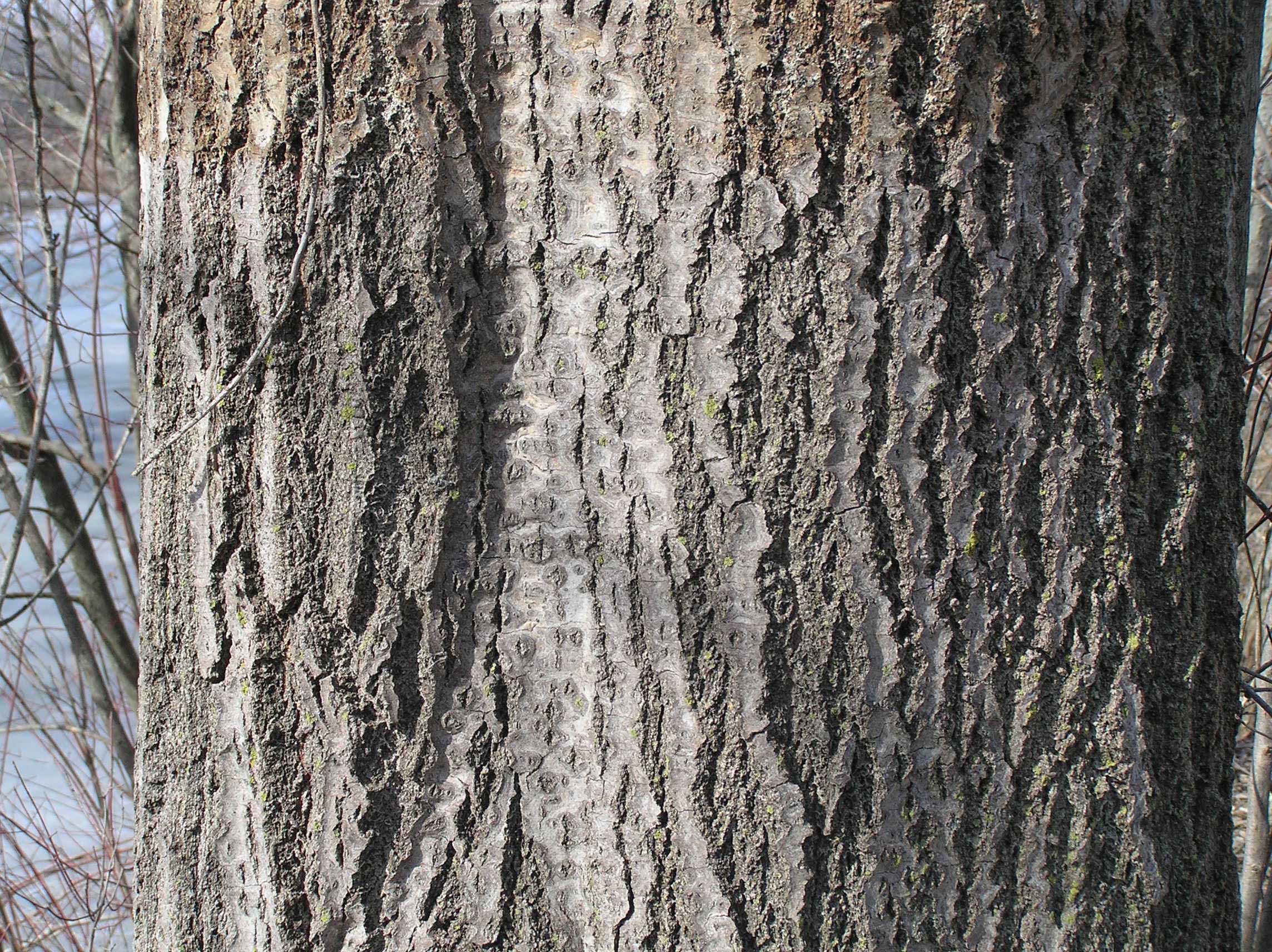 Bigtooth Aspen Purdue Fort Wayne