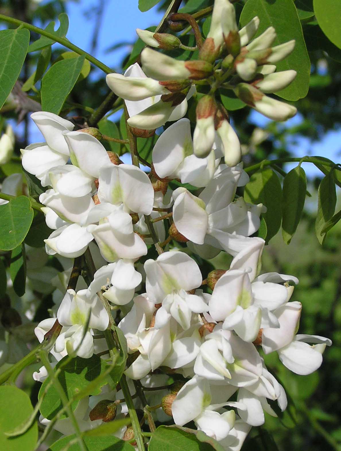 Black Locust Purdue Fort Wayne