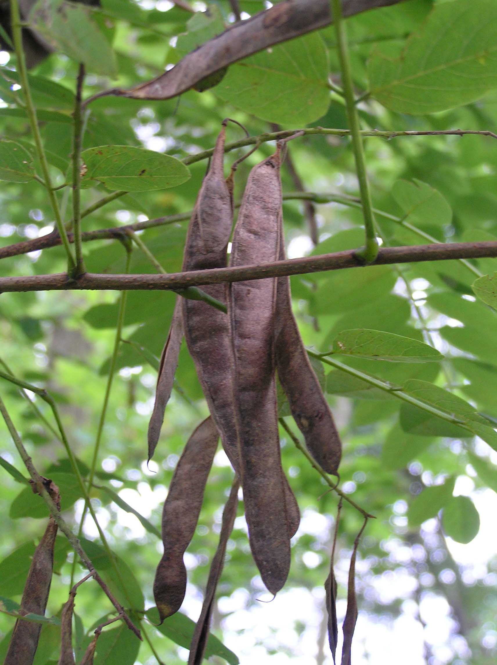 Black Locust - - Purdue Fort Wayne