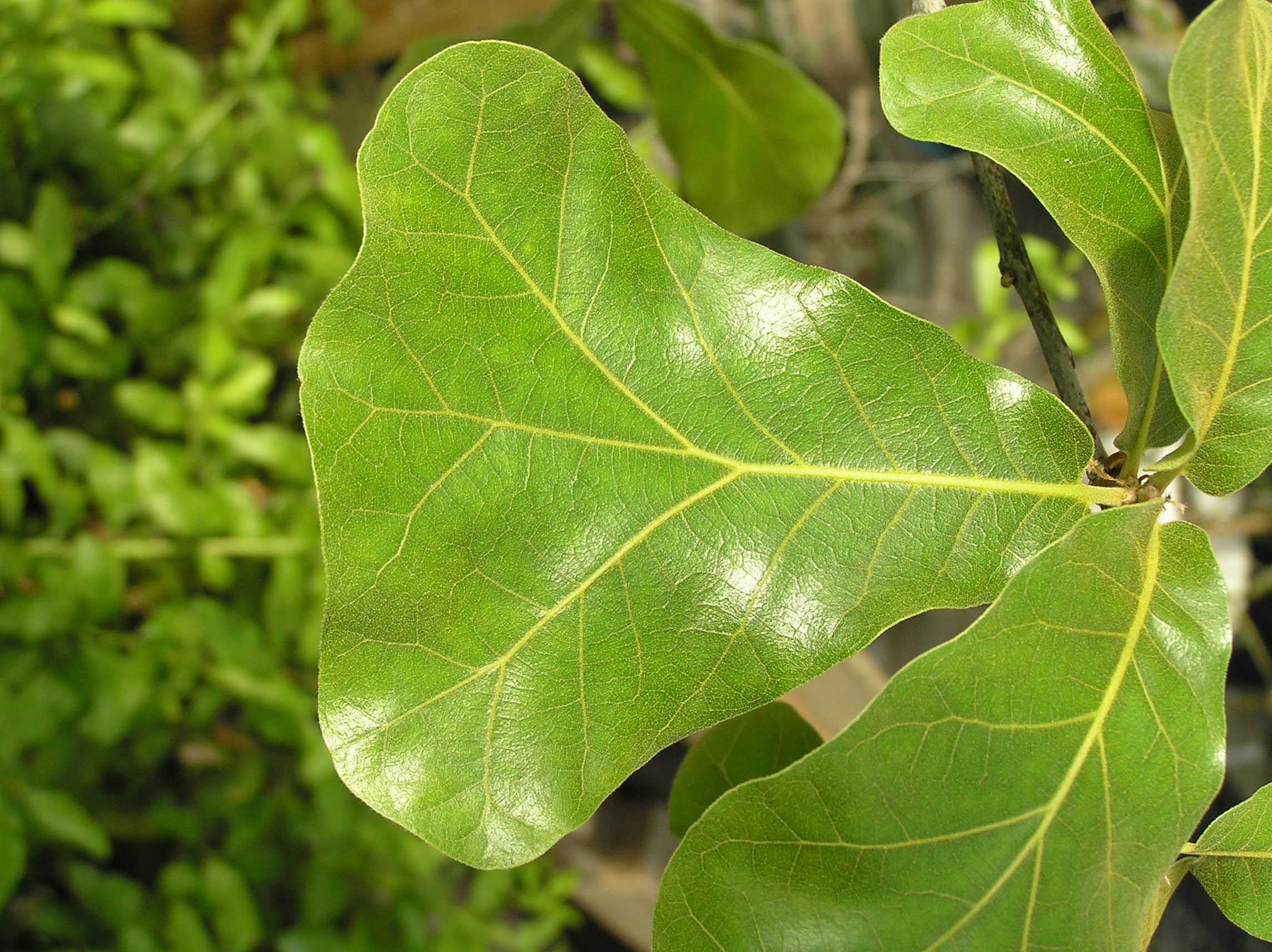 Quercus ellipsoidalis