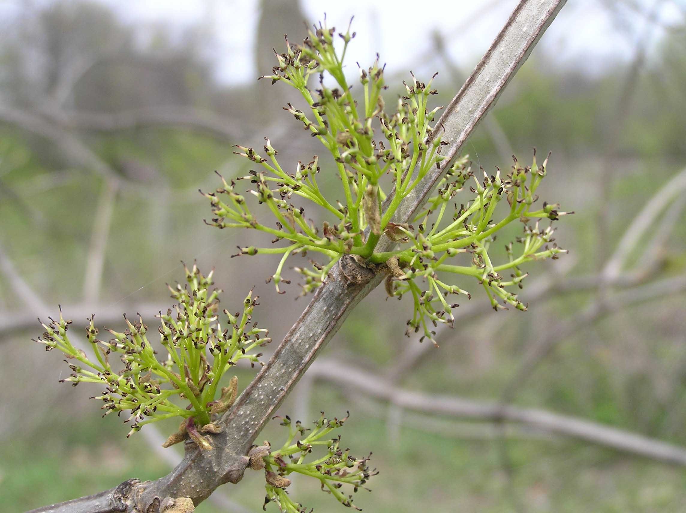 Blue ash tree flowers