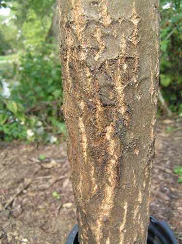 Balsam Poplar Bark