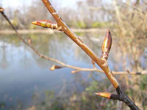 Balsam Poplar Branch