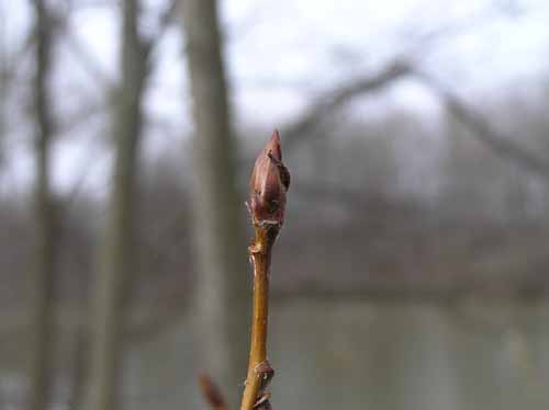 Balsam Poplar Bud