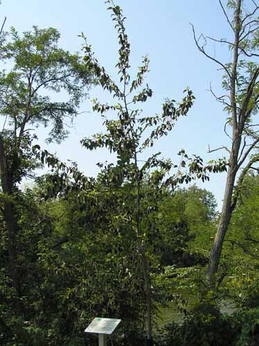 Balsam Poplar