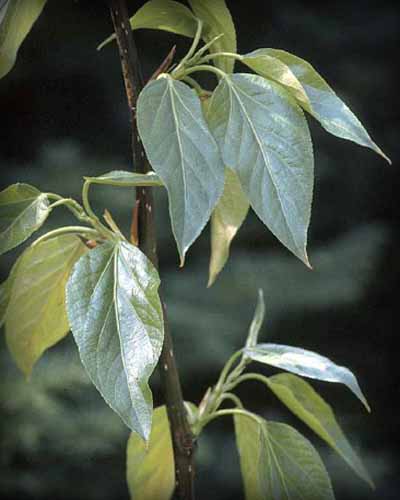 Balsam Poplar leaves
