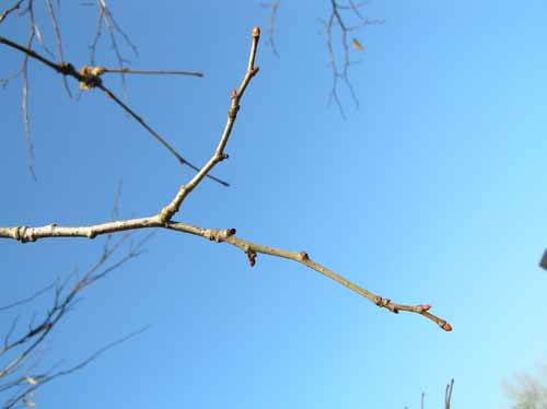Basswood branch