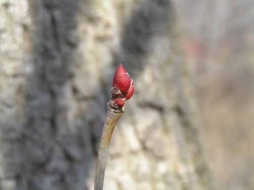 Basswood bud
