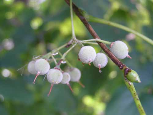 Basswood Fruit