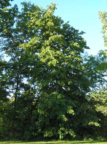 Basswood tree