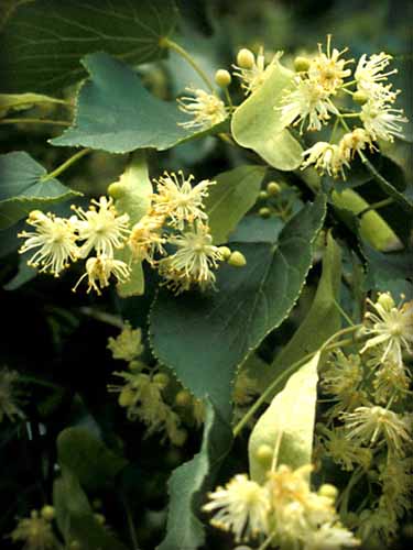 Basswood flower