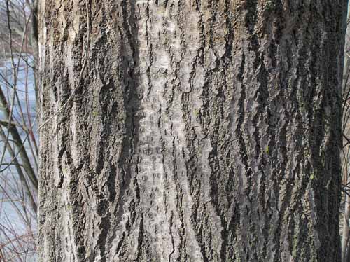 Bigtooth Aspen bark