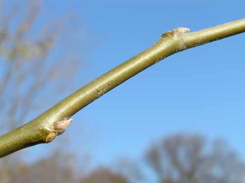 Bigtooth Aspen branch