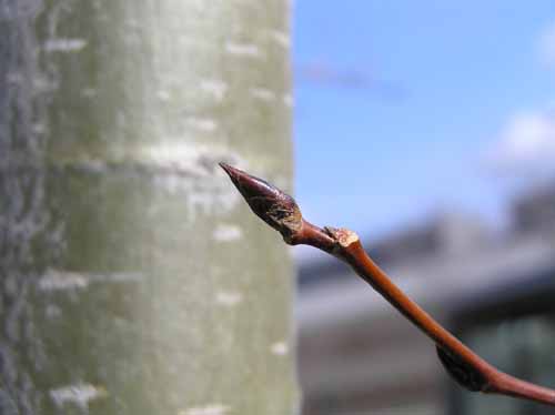 Bigtooth Aspen bud