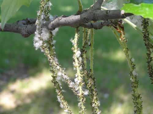 Bigtooth Aspen fruit