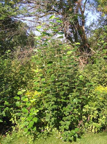 Bigtooth Aspen Tree