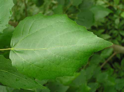 Bigtooth Aspen leaves in spring