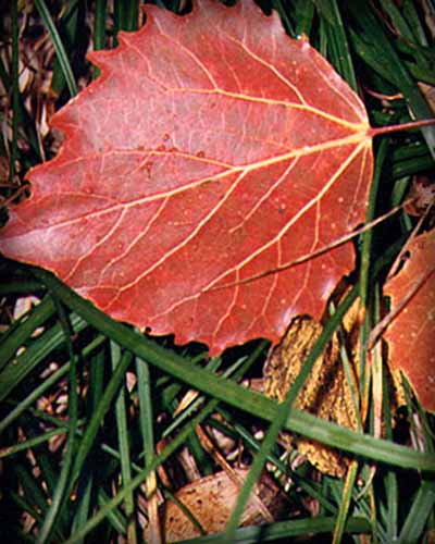 Bigtooth Aspen Leaf in Fall