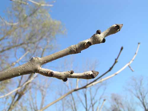 Black Ash Branch