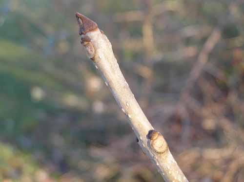Black Ash bud