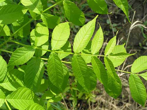 Black Ash leaves in spring