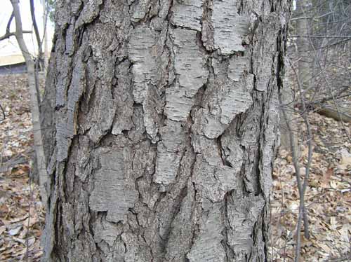 Black Cherry tree bark