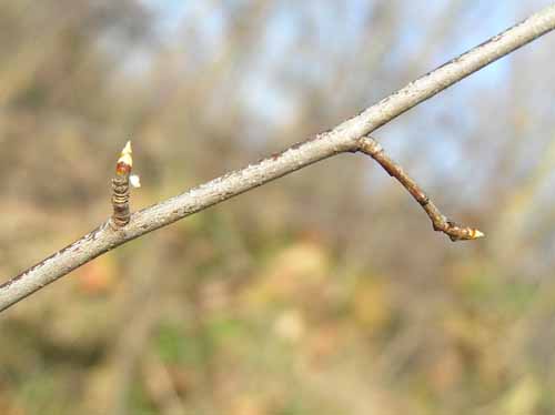 Black Cherry tree branch