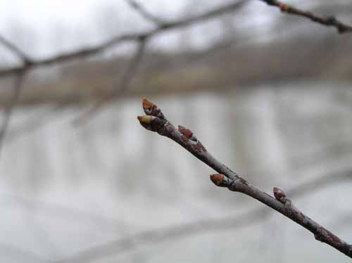 Black Cherry tree bud