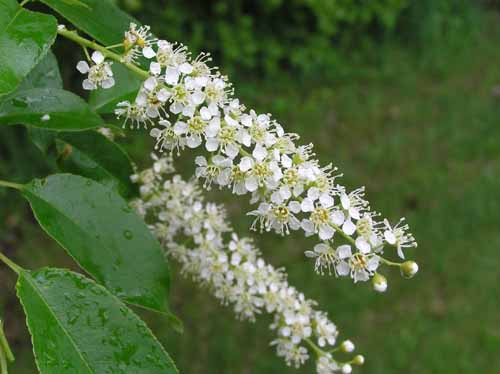 Black Cherry tree flower
