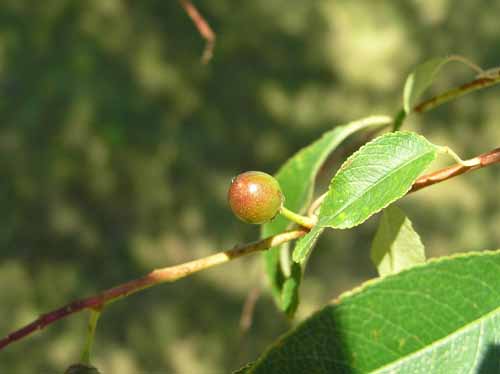 Black Cherry fruit