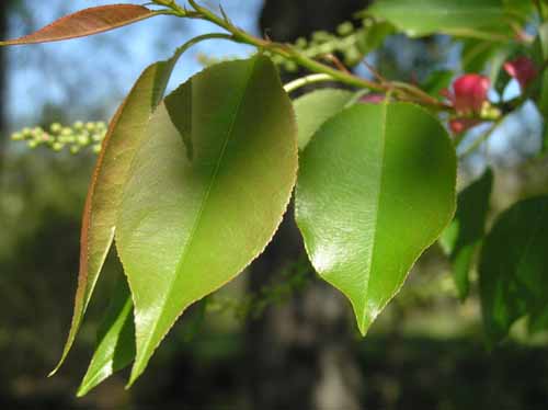 Black Cherry leaves in the spring