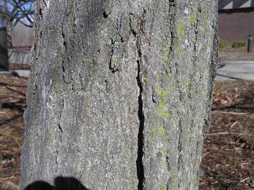 Bark of a Black Maple tree.