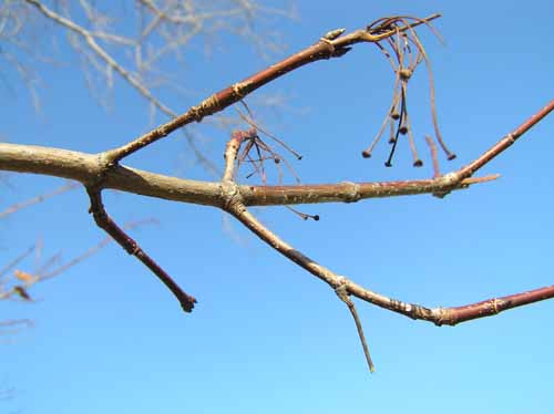 Black Maple tree branch