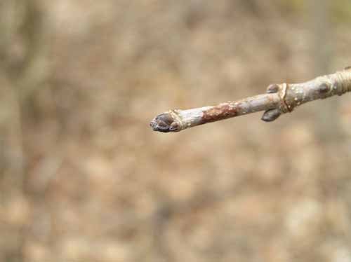 Black Maple Bud