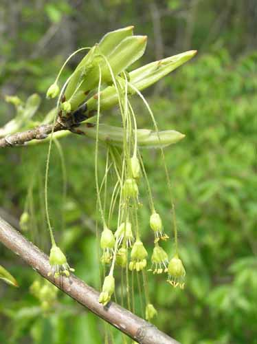 Black Maple flower