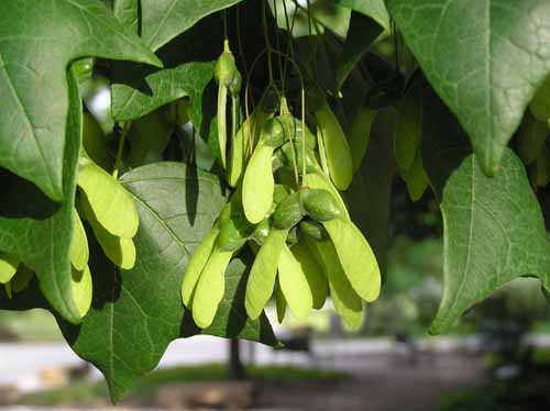 Fruit of a Black Maple tree.