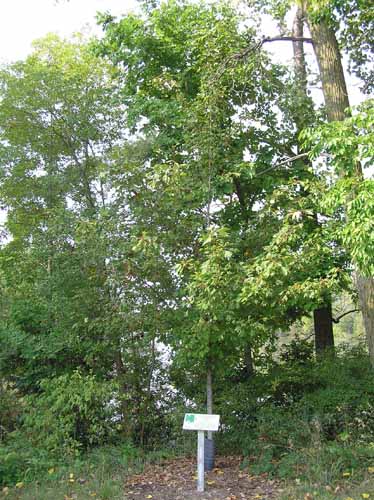 A Black Maple tree in its habitat.