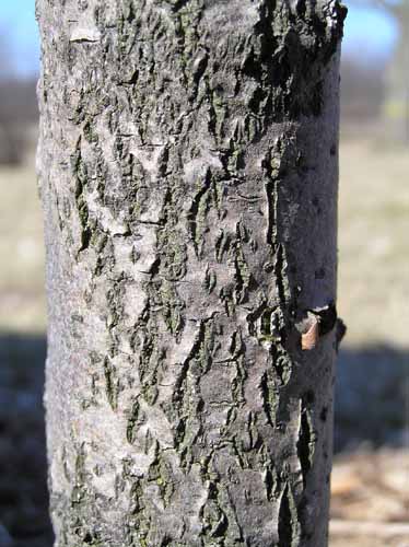 Black Tupelo tree bark