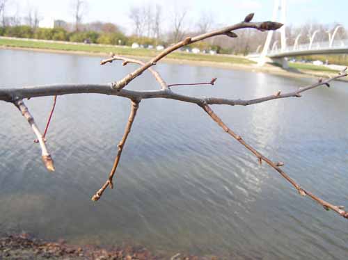 Black Tupelo tree branch