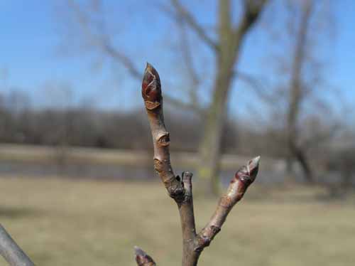 Black Tupelo tree bud